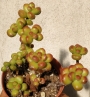 Седум луцидум (Sedum lucidum Obesum)