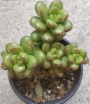 Седум луцидум (Sedum lucidum Obesum)