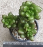 Седум луцидум (Sedum lucidum Obesum)