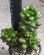 Седум луцидум (Sedum lucidum Obesum)
