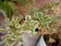 Седум (Sedum spurium Variegata)