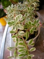Седум (Sedum spurium Variegata)