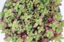 Седум (Sedum)