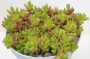 Седум (Sedum)