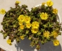 Седум (Sedum)