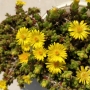 Седум (Sedum)