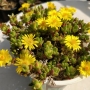 Седум (Sedum)