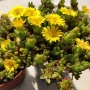 Седум (Sedum)