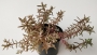 Седум (Sedum)