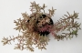 Седум (Sedum)