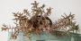 Седум (Sedum)
