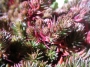 Седум (Sedum Chocolate Ball, Sedum polytrichoides)