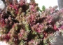 Седум (Sedum Chocolate Ball, Sedum polytrichoides)