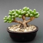 Седум (Sedum hernandezii)