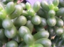 Седум (Sedum hernandezii)