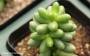 Седум (Sedum hernandezii)