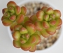Седум луцидум (Sedum lucidum Obesum)