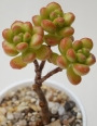 Седум луцидум (Sedum lucidum Obesum)