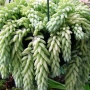 Седум (Sedum morganianum)