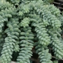 Седум (Sedum morganianum)