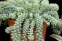 Седум (Sedum morganianum)