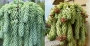 Седум (Sedum morganianum)