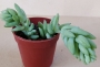 Седум (Sedum morganianum)