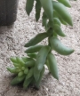 Седум (Sedum morganianum)