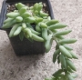 Седум (Sedum morganianum)