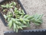 Седум (Sedum morganianum)