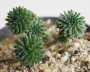 Седум (Sedum multiceps)