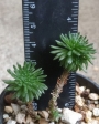 Седум (Sedum multiceps)