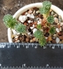 Седум (Sedum multiceps)