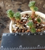 Седум (Sedum multiceps)