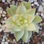 Седум (Sedum nussbaumerianum variegata)