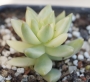 Седум (Sedum nussbaumerianum variegata)