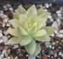 Седум (Sedum nussbaumerianum variegata)