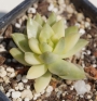 Седум (Sedum nussbaumerianum variegata)