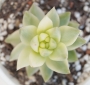 Седум (Sedum nussbaumerianum variegata)