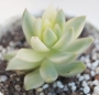 Седум (Sedum nussbaumerianum variegata)