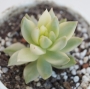 Седум (Sedum nussbaumerianum variegata)