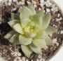 Седум (Sedum nussbaumerianum variegata)