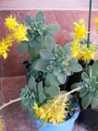 Седум (Sedum palmeri)