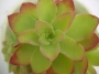 Седум (Sedum palmeri)