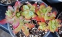 Седум (Sedum palmeri)