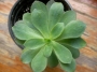 Седум (Sedum palmeri)