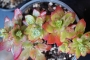 Седум (Sedum palmeri)