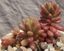Седум (Sedum rubrotinctum cv Aurora variegata)