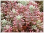 Седум (Sedum rubrotinctum cv Aurora variegata)