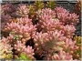 Седум (Sedum rubrotinctum cv Aurora variegata)